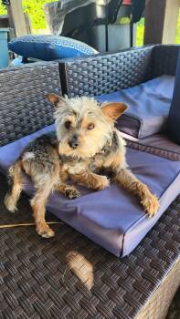 Eddie -  Yorkshire Terrier Dog for Adoption in Alexandria, Kentucky - Eddie | PetCurious