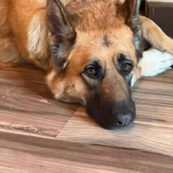 Bella -  German Shepherd Dog Dog for Adoption - Bella | PetCurious