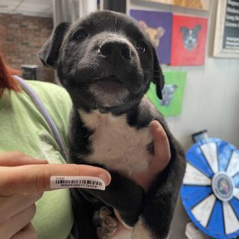 Trapezoid -  Mixed Breed Dog for Adoption in Savannah, Georgia - Trapezoid | PetCurious