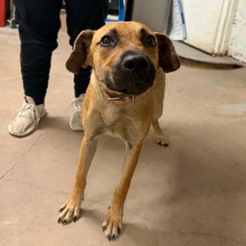 Heaven -  Shepherd Dog for Adoption in Edinburg, Texas - Heaven | PetCurious