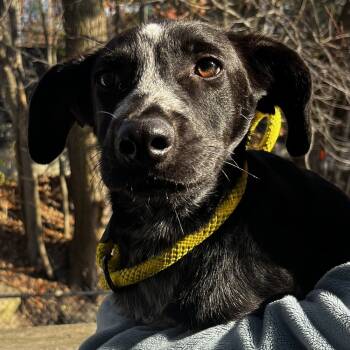 Rescue Australian Cattle Dog Blue Heeler Dogs for Adoption in North Reading, Massachusetts - Blue | PetCurious