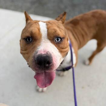 Diesel (ID 53274) -  Pit Bull Terrier Dog for Adoption in Manassas, Virginia - Diesel (ID 53274) | PetCurious