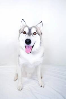 Frost -  Husky Dog for Adoption in Bixby, Oklahoma - Frost | PetCurious