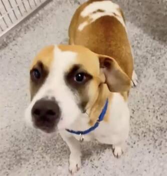 SWEETPEA -  Basset Hound and Beagle Dog for Adoption in Houston, Texas - SWEETPEA | PetCurious