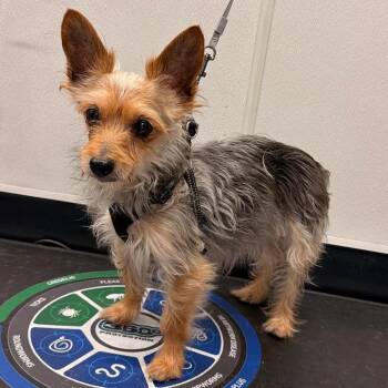 Landon -  Yorkshire Terrier and Mixed Breed Dog for Adoption in Tampa, Florida - Landon | PetCurious