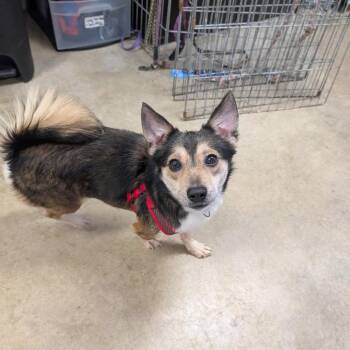 Corgi and Yorkshire Terrier Dogs Available for Adoption - Marvin | PetCurious