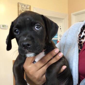 Kreme -  Labrador Retriever and Mixed Breed Dog for Adoption in Mooresville, North Carolina - Kreme | PetCurious