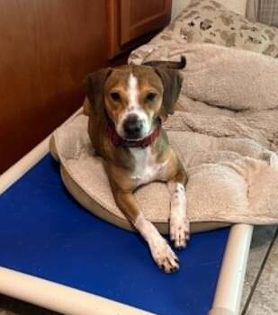 Beagle and Whippet Dogs Available for Adoption in Temple, Texas - Clyde | PetCurious