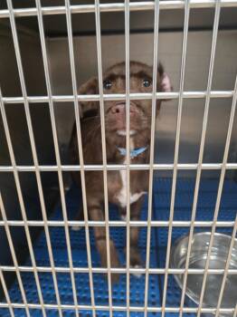Harris -  Affenpinscher Dog for Adoption in Nacogdoches, Texas - Harris | PetCurious