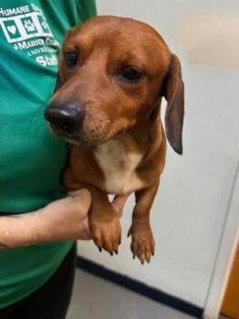 Odie -  Mixed Breed Dog for Adoption in Ocala, Florida - Odie | PetCurious