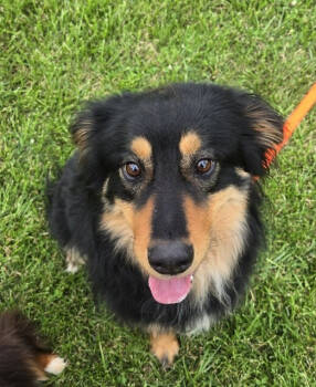 Rescue Australian Shepherd Dogs for Adoption in Ontario, California - Ranger TN-GA | PetCurious