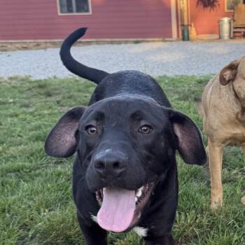 Squirrel -  Black Labrador Retriever Dog for Adoption in Holly Springs, Mississippi - Squirrel | PetCurious