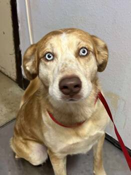 Rescue Bearded Collie Dogs for Adoption in New Braunfels, Texas - Milo | PetCurious