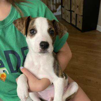Urchin (HW+) 12-2336 -  Cattle Dog and Mixed Breed Dog for Adoption in Covington, Georgia - Urchin (HW+) 12-2336 | PetCurious