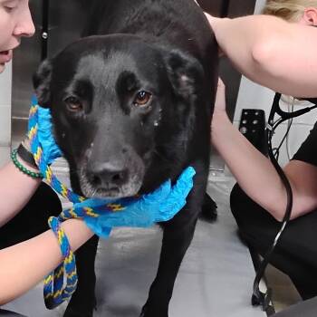Sheba -  Mixed Breed Dog for Adoption in Summerville, South Carolina - Sheba | PetCurious