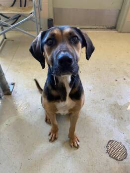 Jack Jack -  Mixed Breed Dog for Adoption in Quincy, California - Jack Jack | PetCurious