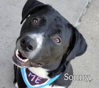 Black Labrador Retriever Dogs Available for Adoption in Hollister, Missouri - Sonny | PetCurious
