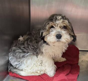 Cavapoos -  Cavalier King Charles Spaniel and Miniature Poodle Dog Available for Adoption in Woodsfield, Ohio - Cavapoos | PetCurious