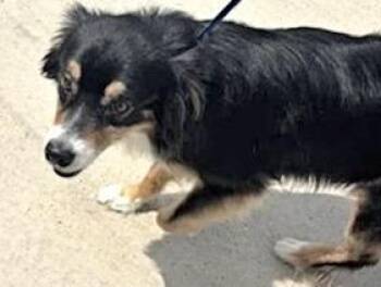 A661202 -  Australian Cattle Dog Blue Heeler and Mixed Breed Dog for Adoption in Houston, Texas - A661202 | PetCurious