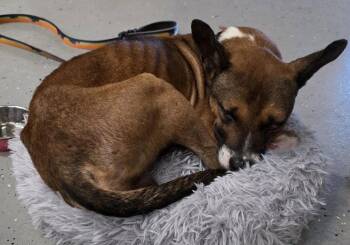 Moore -  Terrier and Basenji Dog for Adoption in Brooklyn Center, Minnesota - Moore | PetCurious
