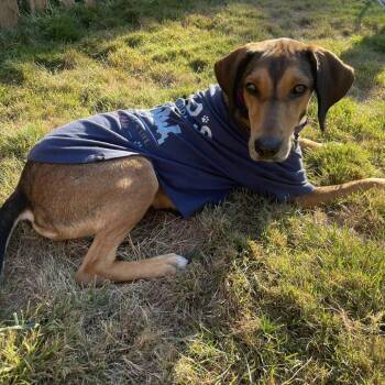 Sami -  Hound and Mixed Breed Dog for Adoption in Avon, Ohio - Sami | PetCurious