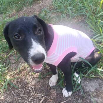 Nancy Wheeler -  Retriever Dog for Adoption in Corpus Christi, Texas - Nancy Wheeler | PetCurious