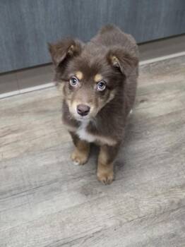 Australian Shepherd Dogs Available for Adoption - Asher | PetCurious