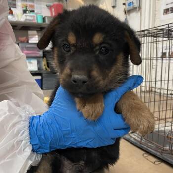 German Shepherd Dog Dogs Available for Adoption - Yates | PetCurious