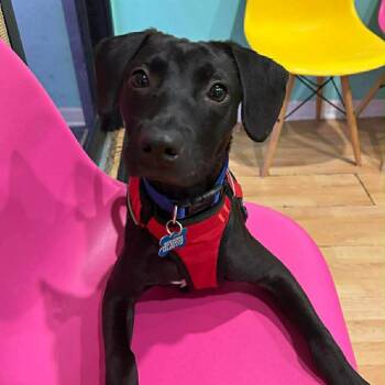 Labrador Retriever Dogs Available for Adoption - Duke Cay | PetCurious