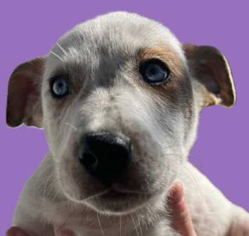 Rescue Hound and Pit Bull Terrier Dogs for Adoption in Savannah, Georgia - Spade | PetCurious