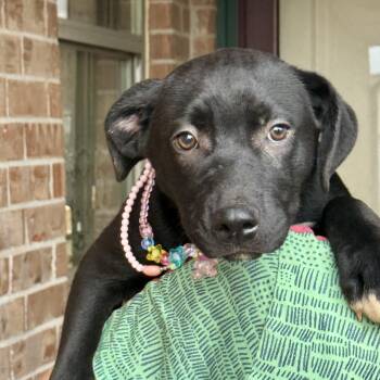 Olive -  Labrador Retriever Dog for Adoption in Chatham, New Jersey - Olive | PetCurious