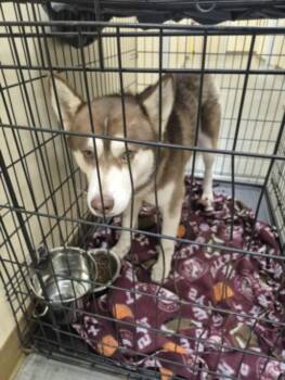 Siberian Husky Dogs Available for Adoption in Texas City, Texas - HERSHEY | PetCurious