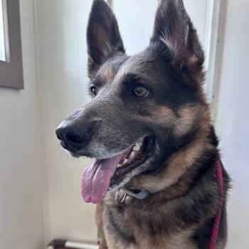 Maddie -  German Shepherd Dog Dog for Adoption in Portland, Oregon - Maddie | PetCurious