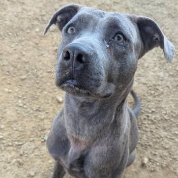 Rescue Mixed Breed Dogs for Adoption in Bentonville, Arkansas - Bluey | PetCurious