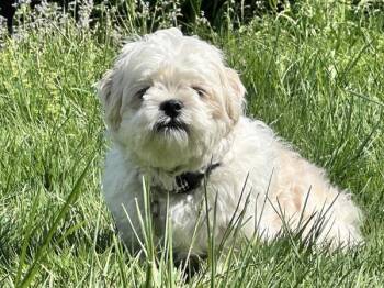 Lyle Laney -  Shih Tzu and Terrier Dog Available for Adoption in Portland, Oregon - Lyle Laney | PetCurious