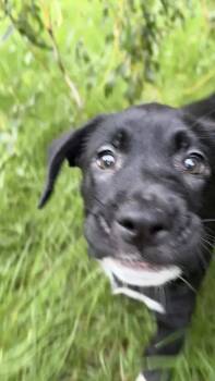 Pop -  Mixed Breed Dog for Adoption in Wyoming, Michigan - Pop | PetCurious
