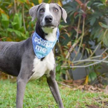 Mixed Breed Dogs Available for Adoption in Kailua-kona, Hawaii - Mackerel | PetCurious