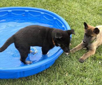 Puppy Daisy -  German Shepherd Dog Dog for Adoption in Fulton, California - Puppy Daisy | PetCurious
