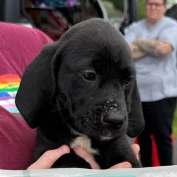 Mixed Breed Dogs Available for Adoption in Rockville, Maryland - Billie | PetCurious