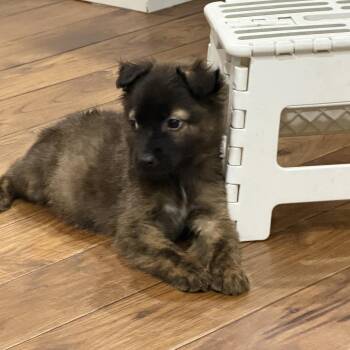 Sonny -  Terrier Dog for Adoption in Escondido, California - Sonny | PetCurious