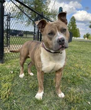 Meatloaf "Duke" -  Pit Bull Terrier Dog for Adoption in Evansville, Indiana - Meatloaf "Duke" | PetCurious