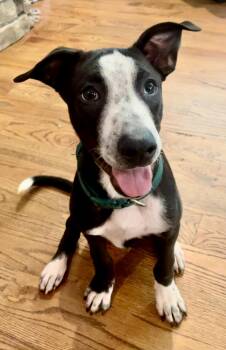 Rescue Black Mouth Cur and Terrier Dogs for Adoption in Cumming, Georgia - Ozzy CP | PetCurious