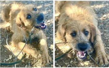 Rescue Irish Terrier and Wheaten Terrier Dogs for Adoption in Manhattan Beach, California - Buck | PetCurious
