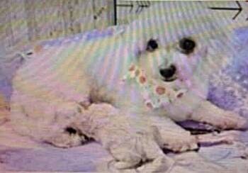 Anita -  Bichon Frise Dog for Adoption in Washington, District Of Columbia - Anita | PetCurious