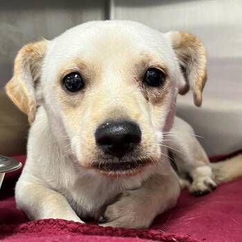 Snowball -  Terrier and Chihuahua Dog for Adoption in Ardmore, Oklahoma - Snowball | PetCurious