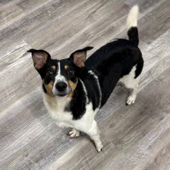 Princess Buttercup -  Terrier and Chihuahua Dog for Adoption in Muncie, Indiana - Princess Buttercup | PetCurious