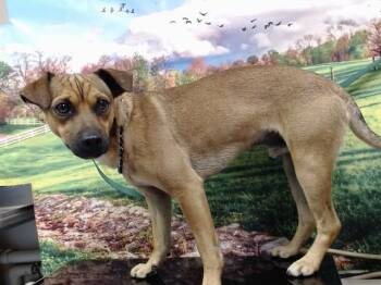 CODY -  Chihuahua and Mixed Breed Dog for Adoption in Moreno Valley, California - CODY | PetCurious