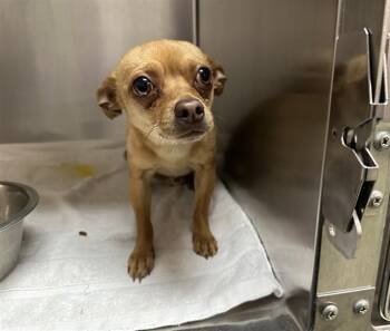 THUNDER -  Mixed Breed Dog Available for Adoption in Santa Fe, New Mexico - THUNDER | PetCurious