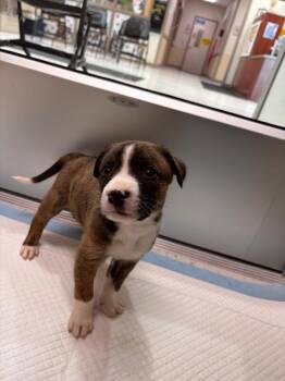 Dede -  Mixed Breed Dog for Adoption in Hobbs, New Mexico - Dede | PetCurious