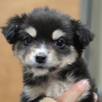 Mixed Breed Dogs Available for Adoption - Goathead | PetCurious